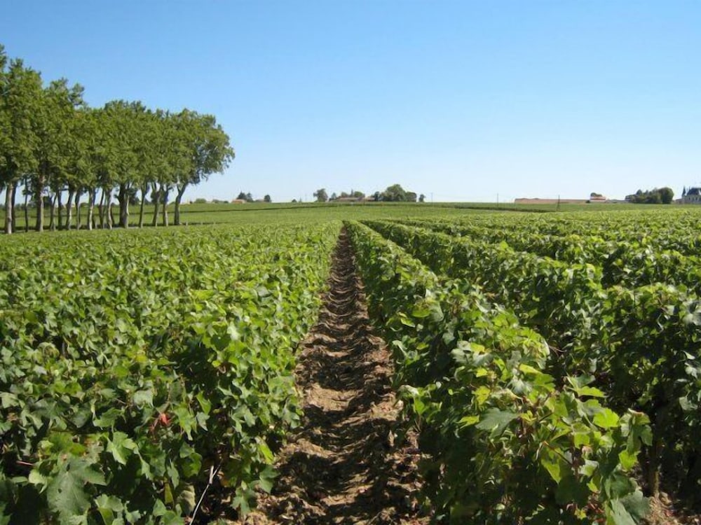 Les Grands Vignobles