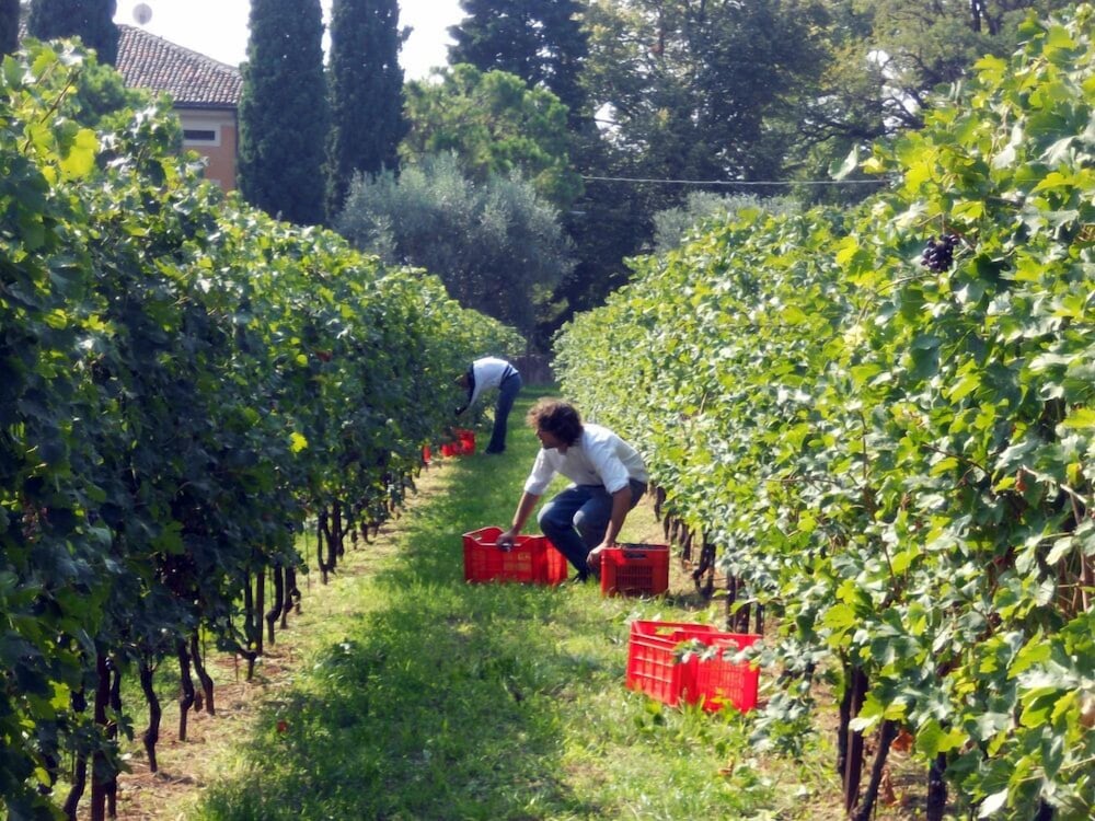 Corte San Mattia - Agriturismo in Verona