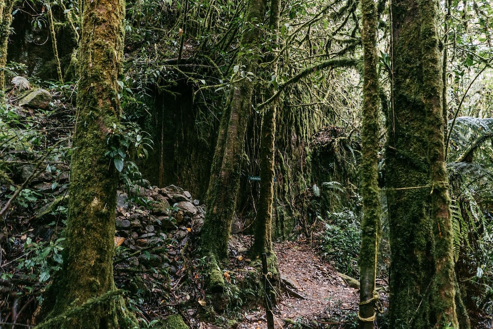 Trogon Lodge