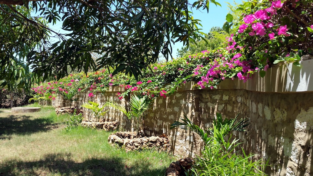 Jamboland-Diani