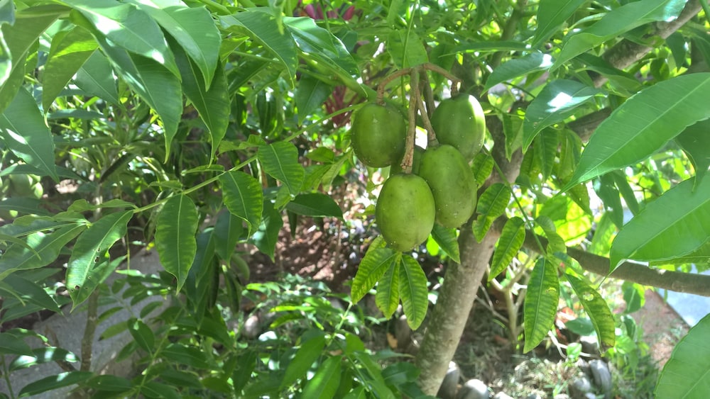 Cocotier Du Rocher