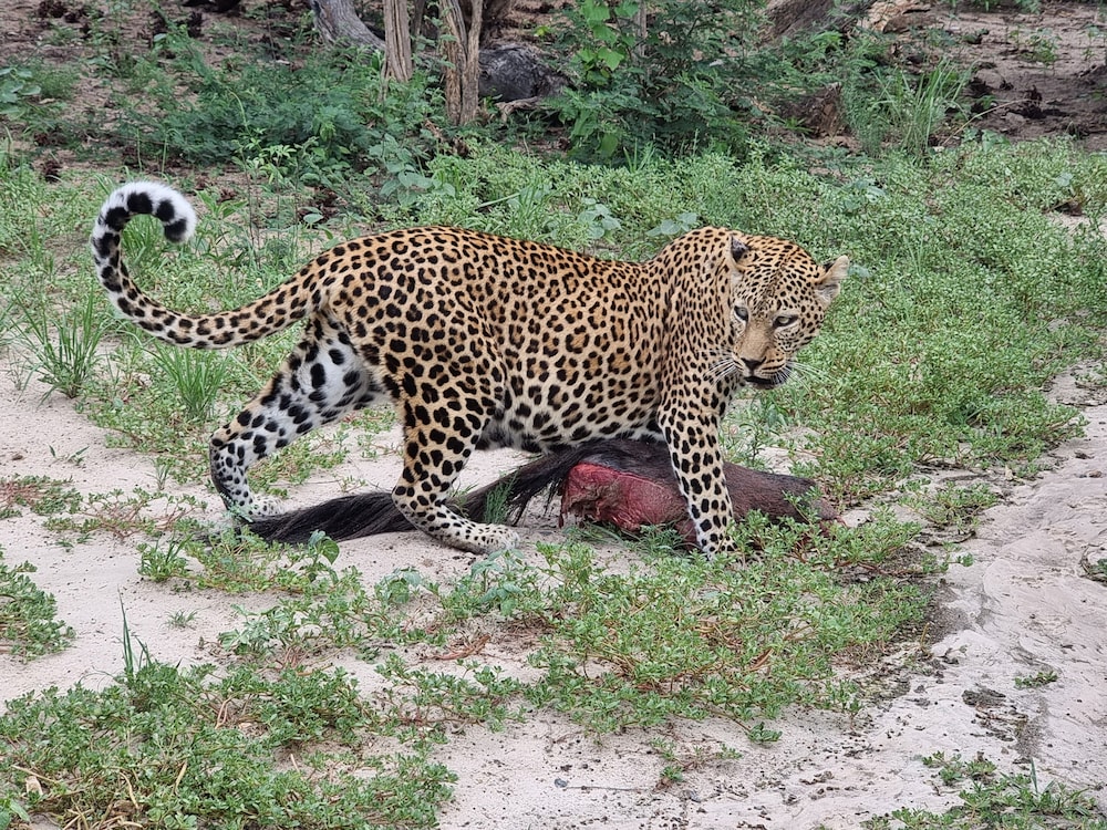 Grassland Safari Lodge