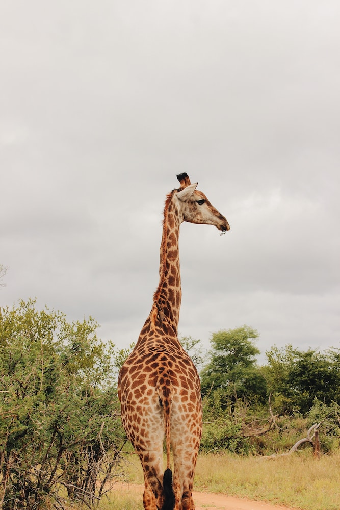 Nyati Safari Lodge