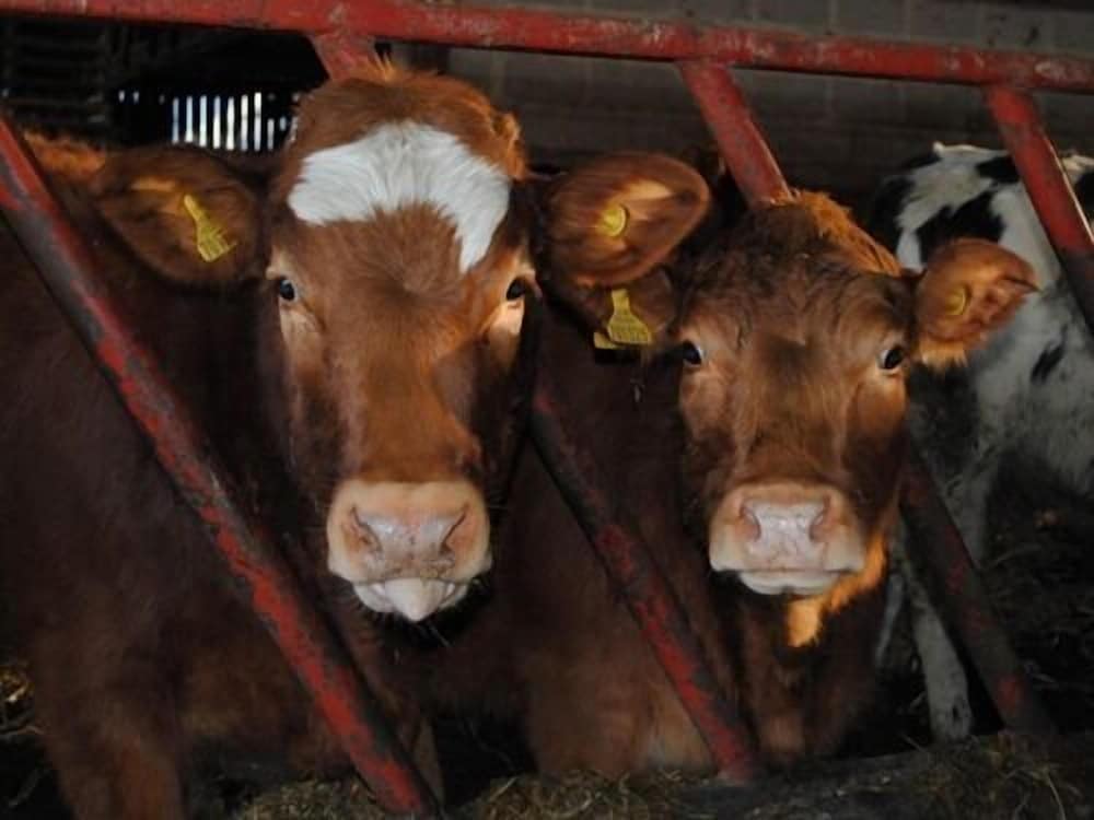 Whashton Springs Farm