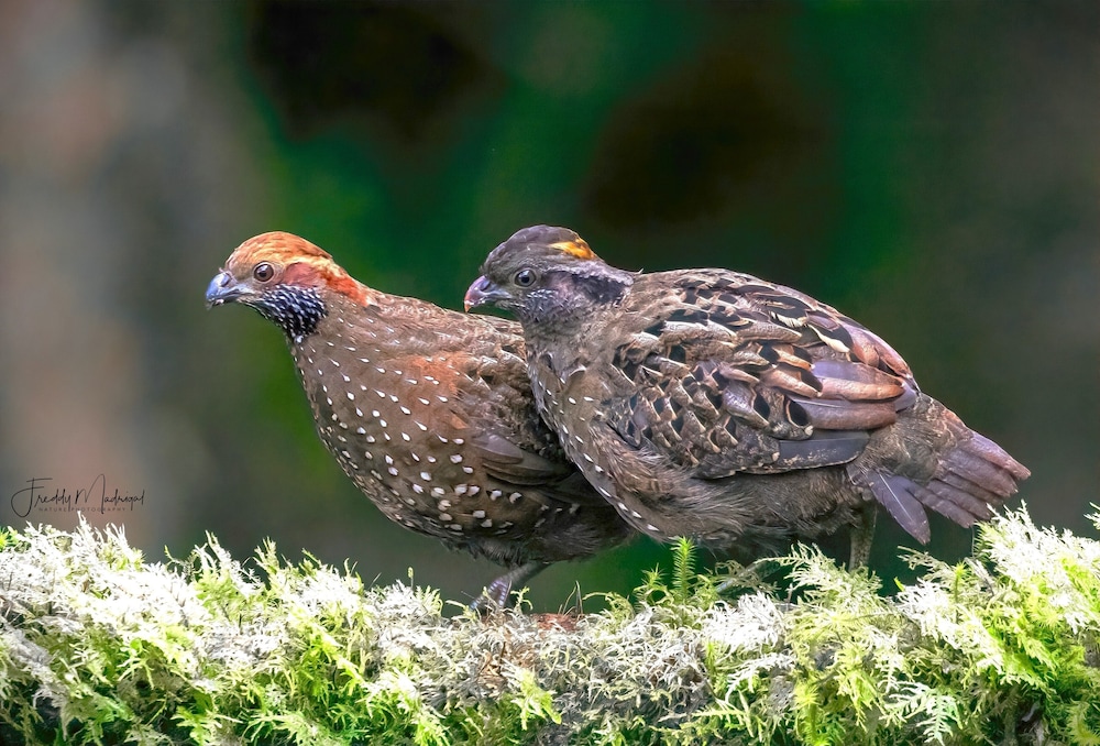 Sueños Natura Birding & Photography