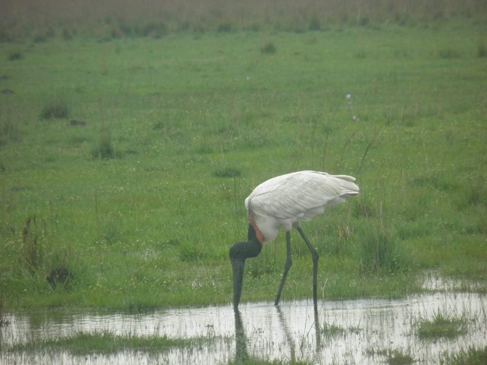 Wild Wetlands Lodge