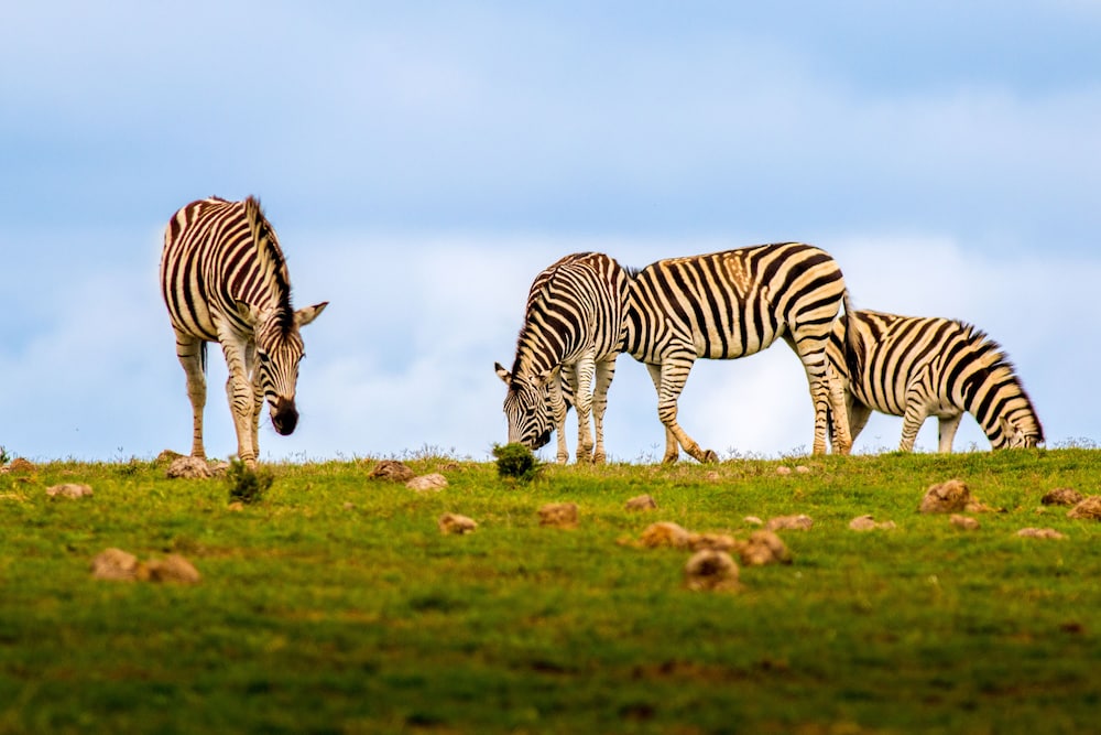 Elephants Lodge - Bellevue Forest Reserve