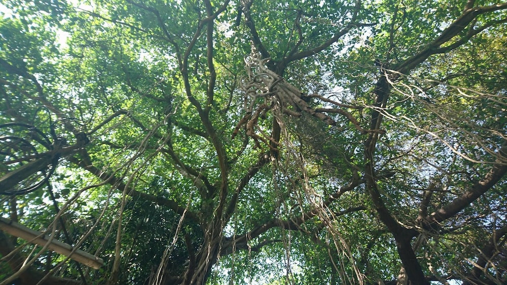 Banyan Tree Yoga