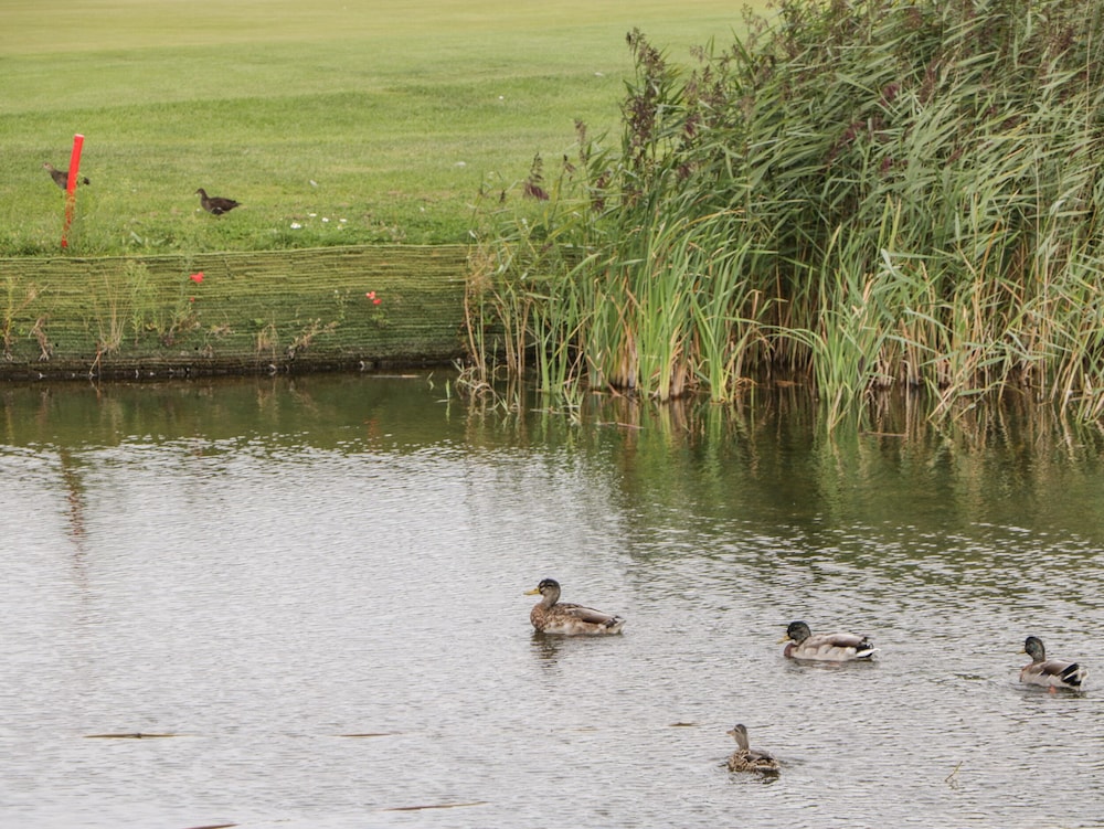 14 Fairways