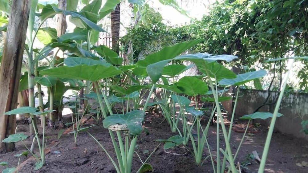 Coconut Homestay