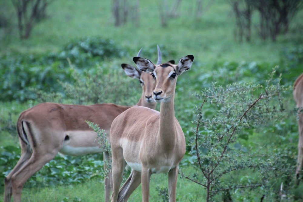 Baluleni Safari Lodge