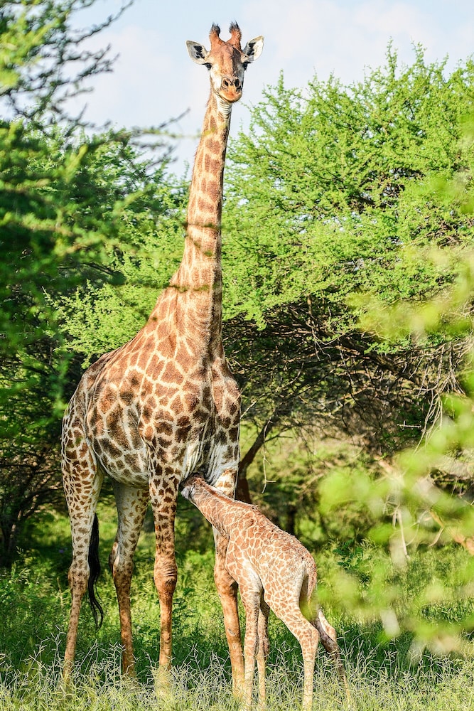 Elandela Private Game Reserve & Luxury Lodge
