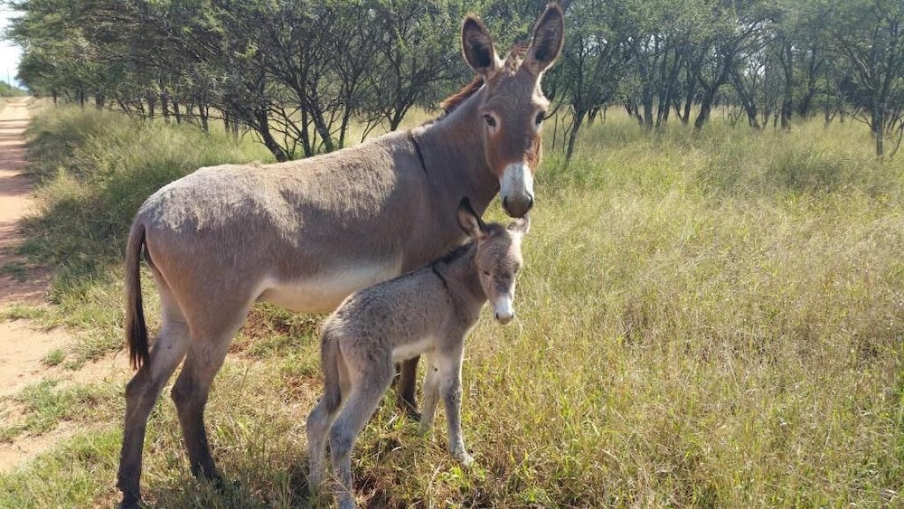 Grootgeluk Bush Camp