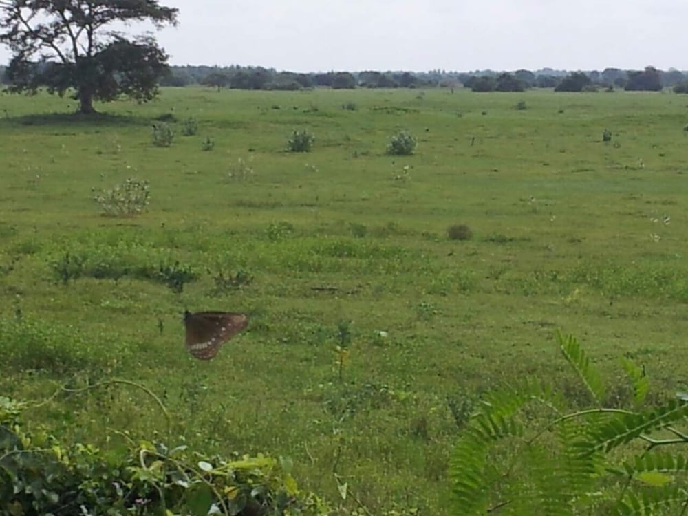 Captains Bird Safari Lodge