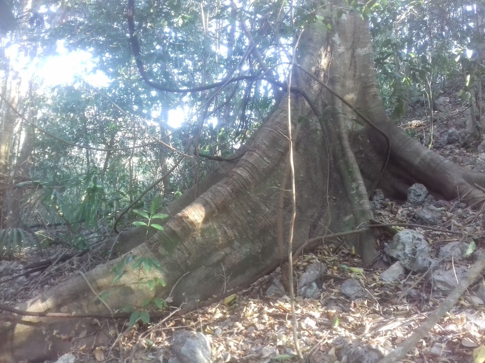 Hotel y Temazcal en Solferino