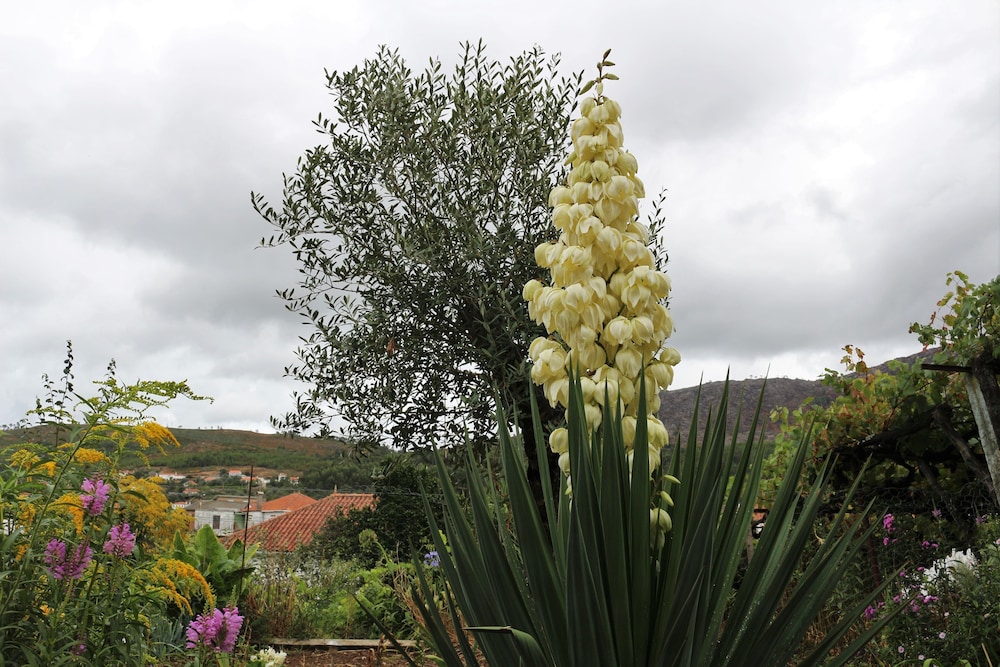 Quintinha D' Arga