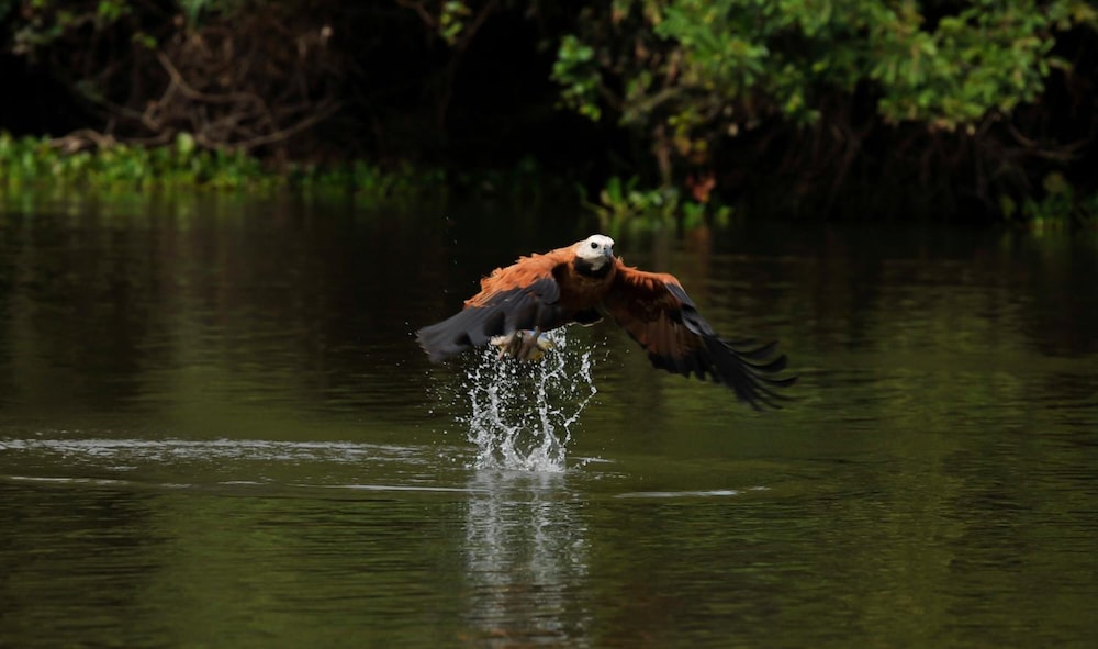 Pousada Rio Claro