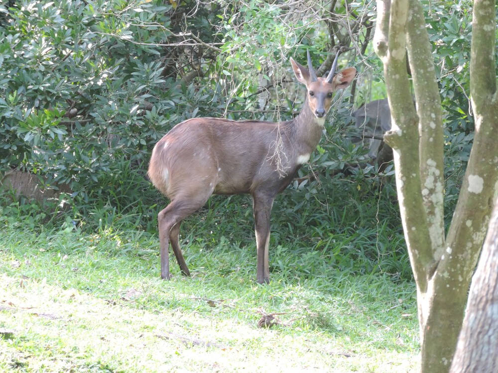 Sandpiper Guest House