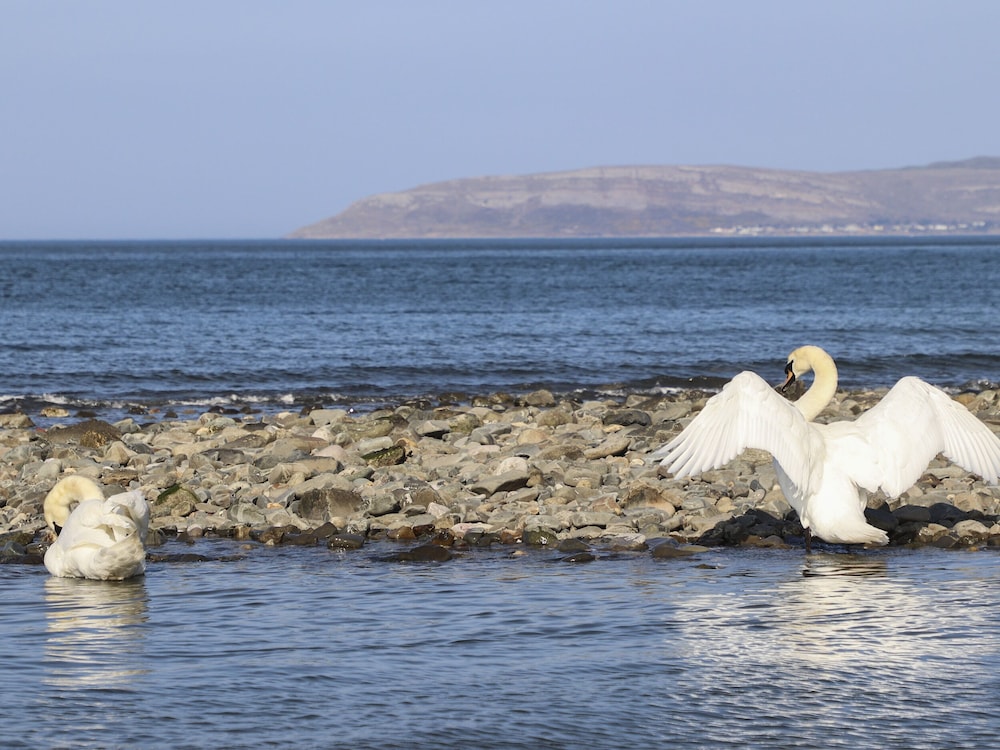 Haddef Penmaenmawr