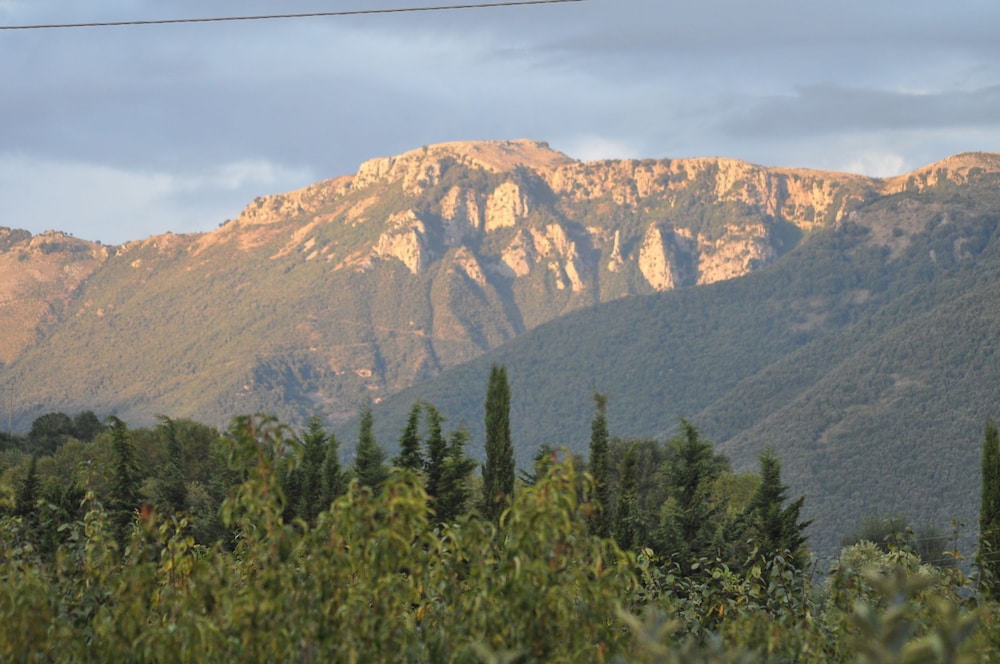 I Cedri