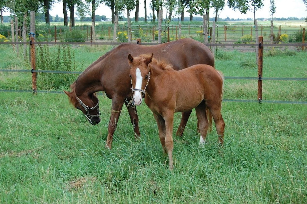 B&B Kasteelhoeve-Dussen