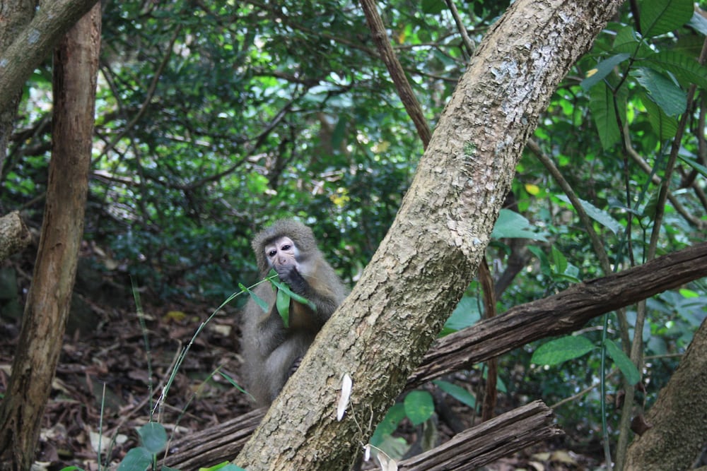 Udzungwa Forest Camp