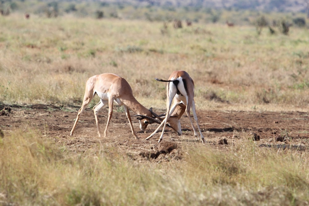 Voi Safari Lodge