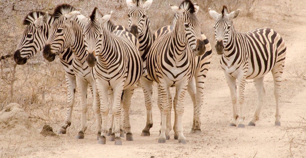 Elandela Private Game Reserve & Luxury Lodge