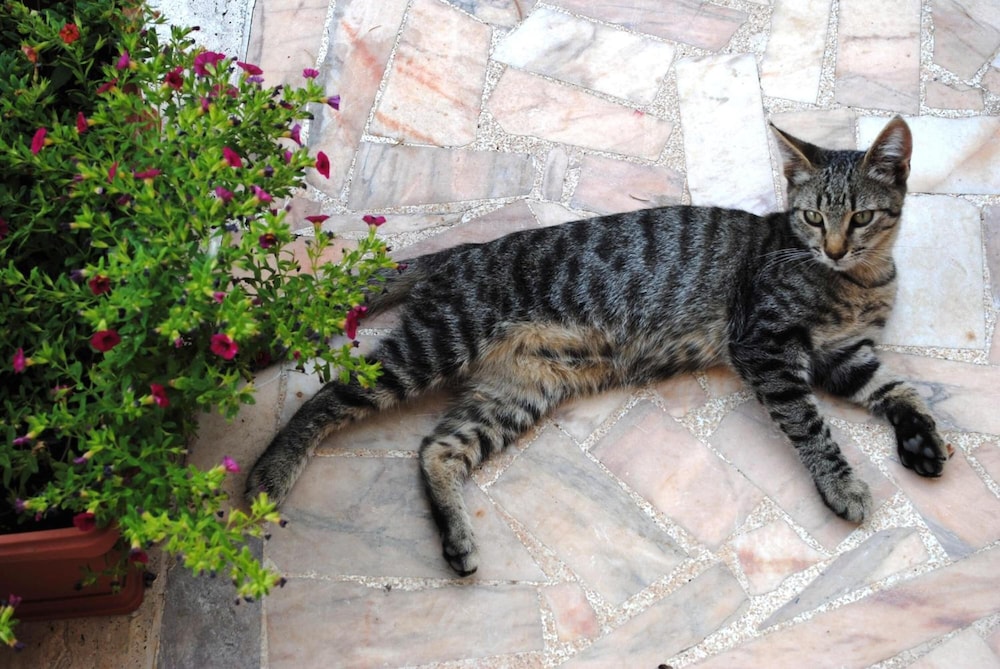 Dimora Romano photo 4