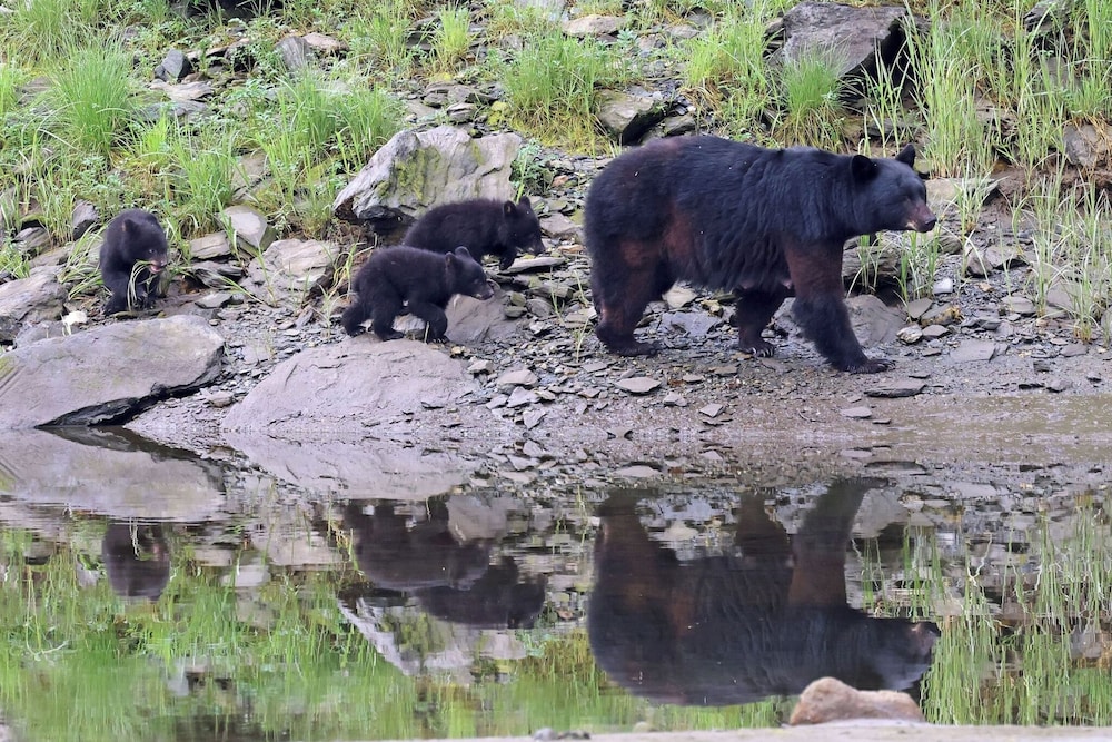 Salmon Return & Wildlife Roam: Ketchikan Getaway!