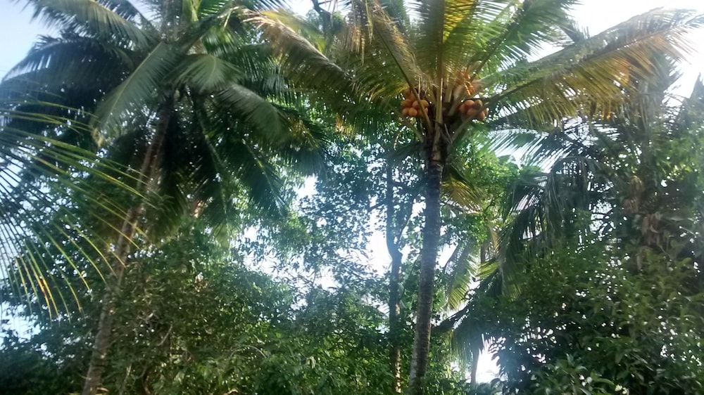 Jungleside House