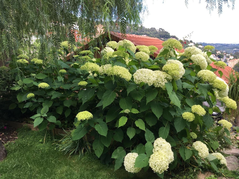 Photo 44