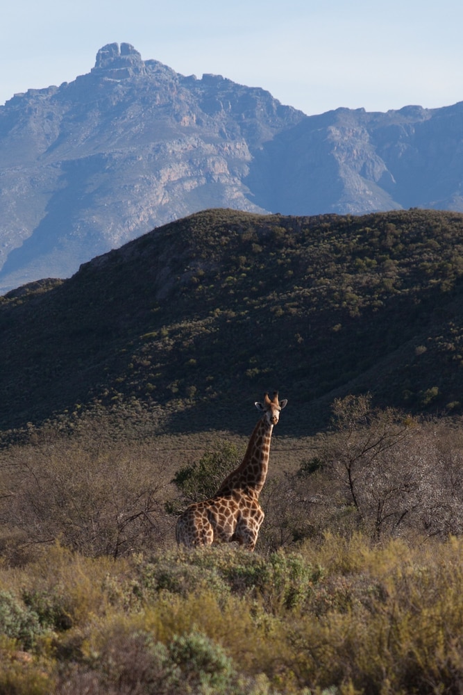 Rooiberg Safaris