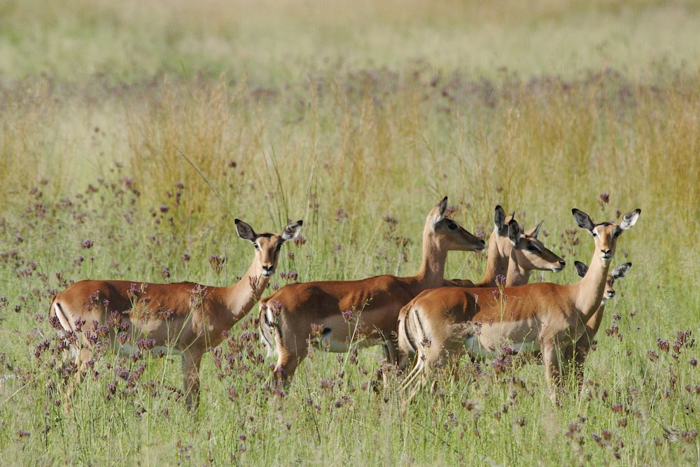 Woodlands Game Lodge