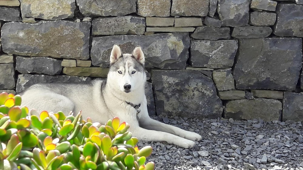 Cois na hAbhann B&B