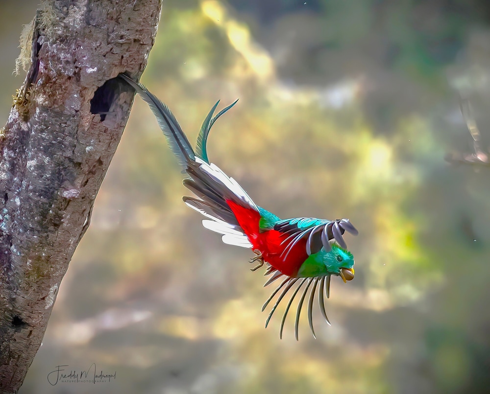 Sueños Natura Birding & Photography