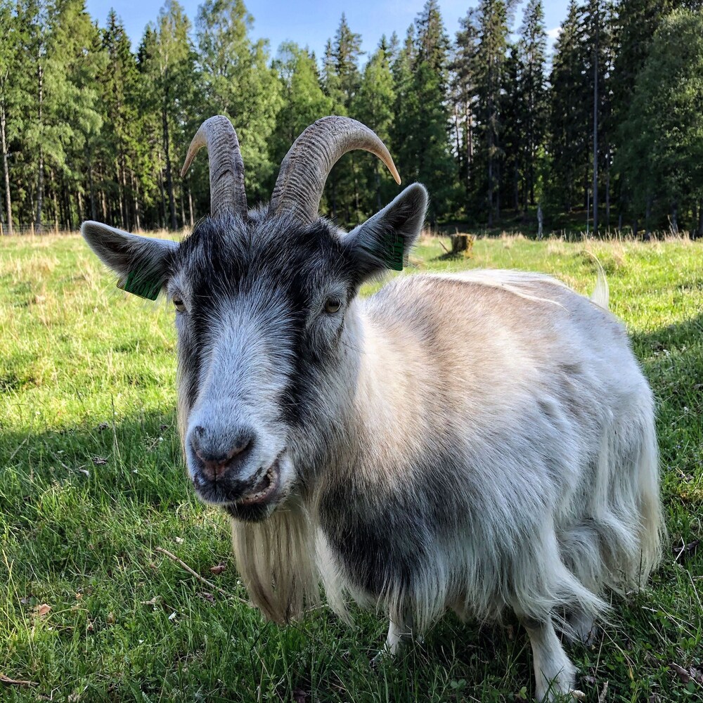 Smålandstorpet