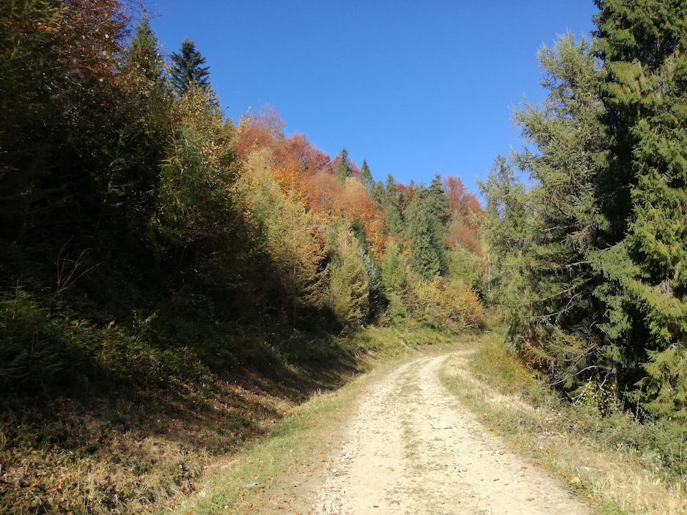 Photo 42