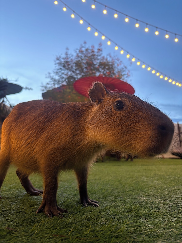 Capybara Zen Resort And Spa