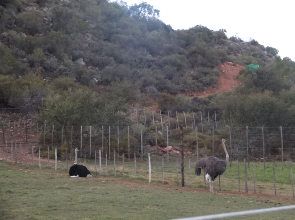 Old Mill Lodge, Working Ostrich Farm & Restaurant, Oudtshoorn