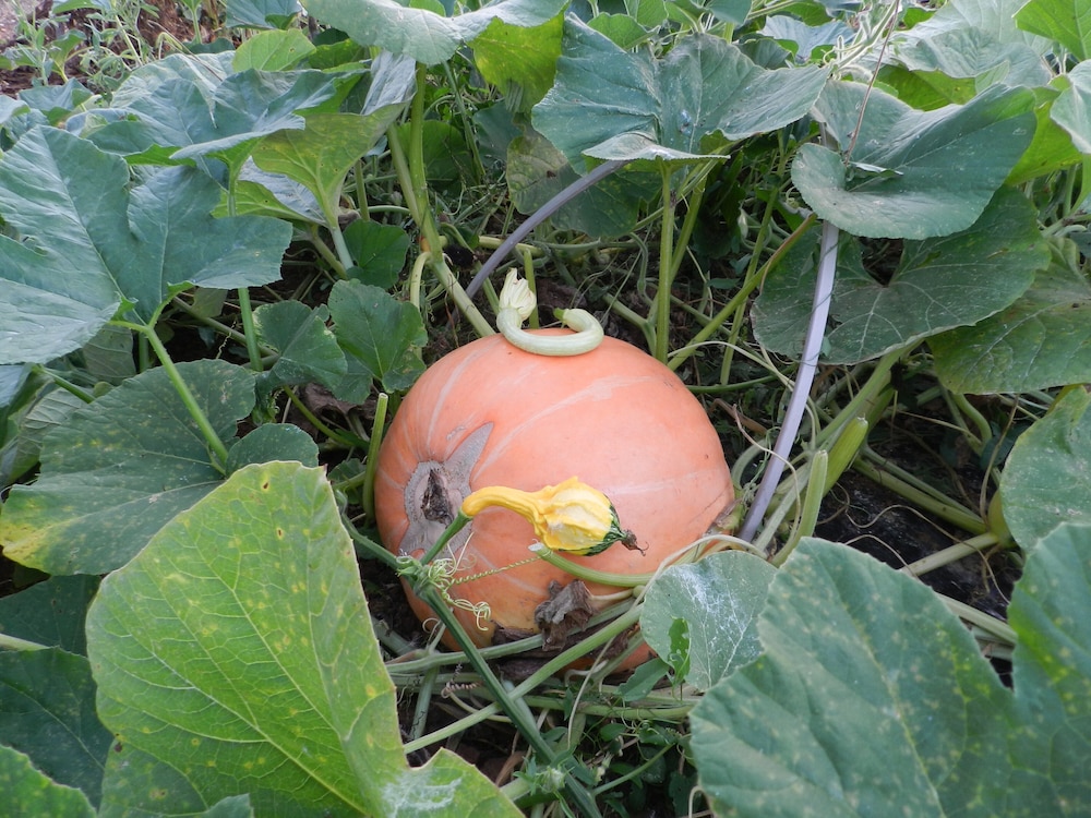 Macchia Salentina
