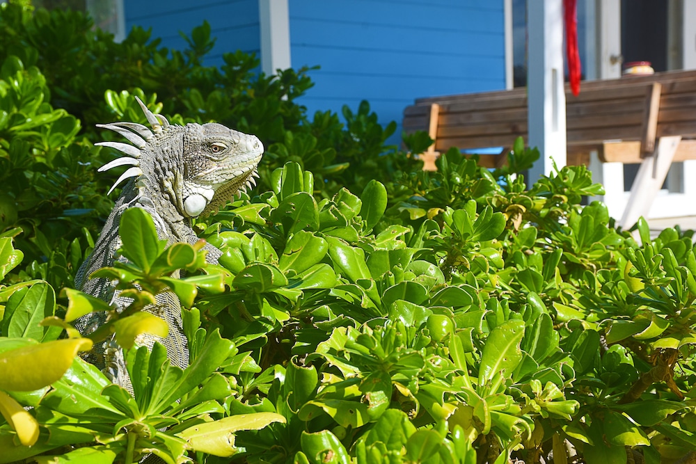 Sorobon Boutique Hotel Bonaire