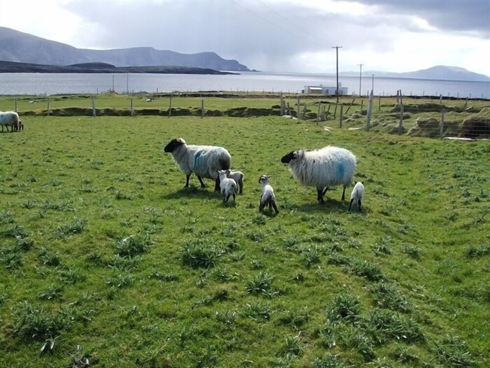 West Coast House BB - Property Image 41