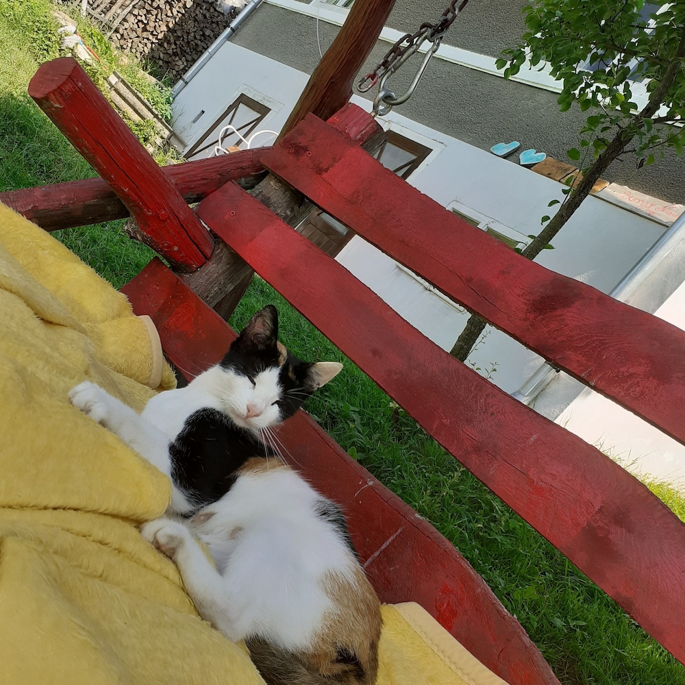 Photo 42