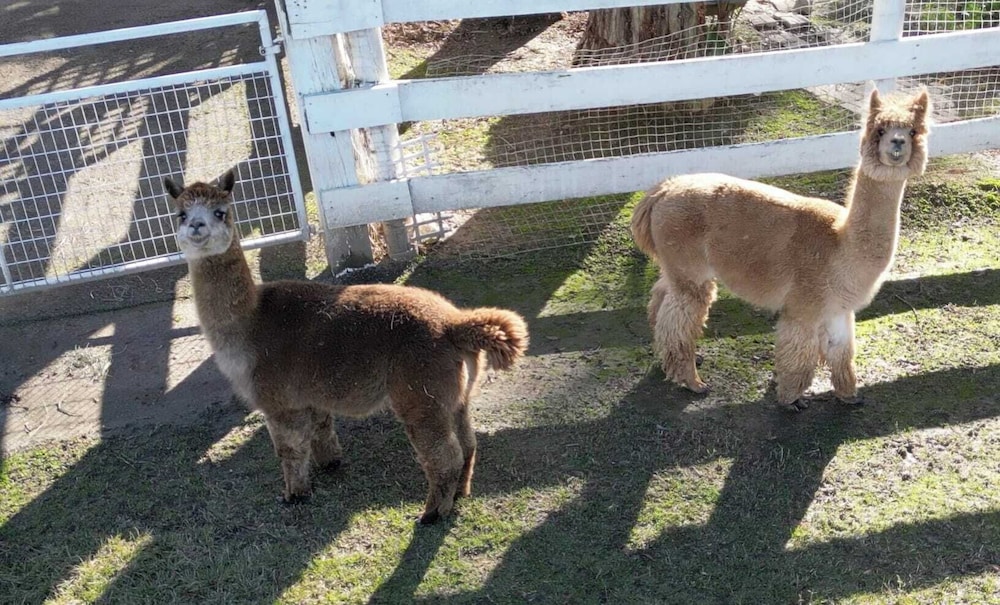 @ Marbella Lane - Alpaca Farm House l Pool