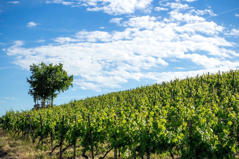 Weingut Knauer view 4