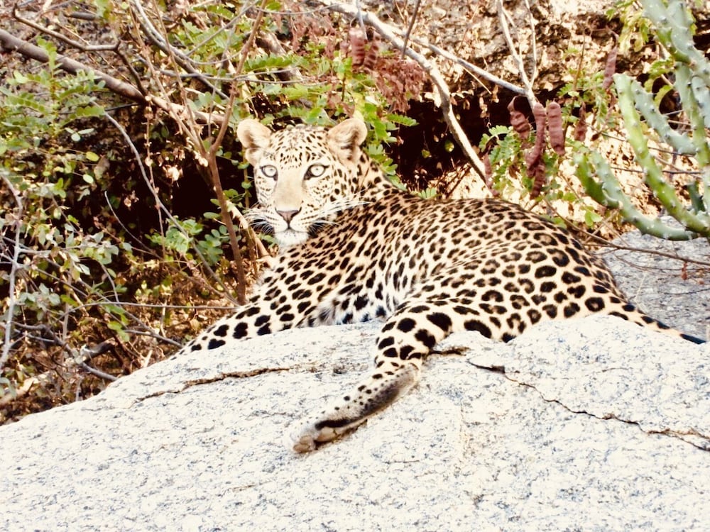 Rawla Bisalpur