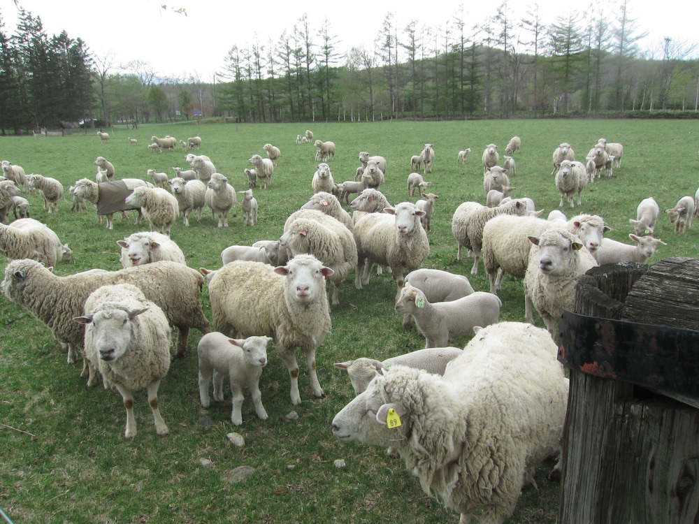 Yorkshire Farm