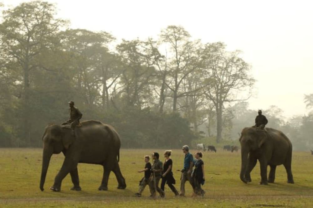 Tigertops Elephant Camp