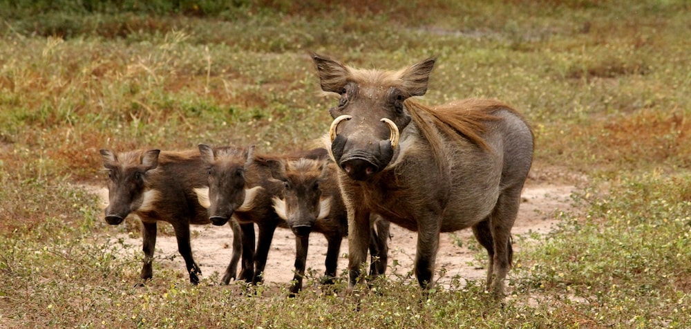 Fathala Wildlife Reserve